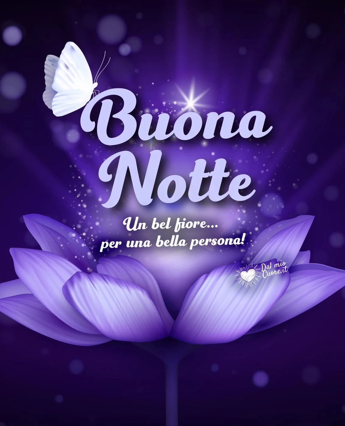Buonanotte. Un bel fiore... per una bella persona Buonanotte. Un bel fiore... per una bella persona