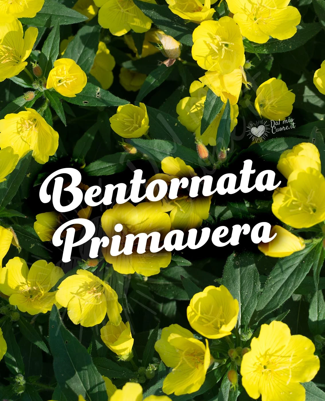 Bentornata primavera