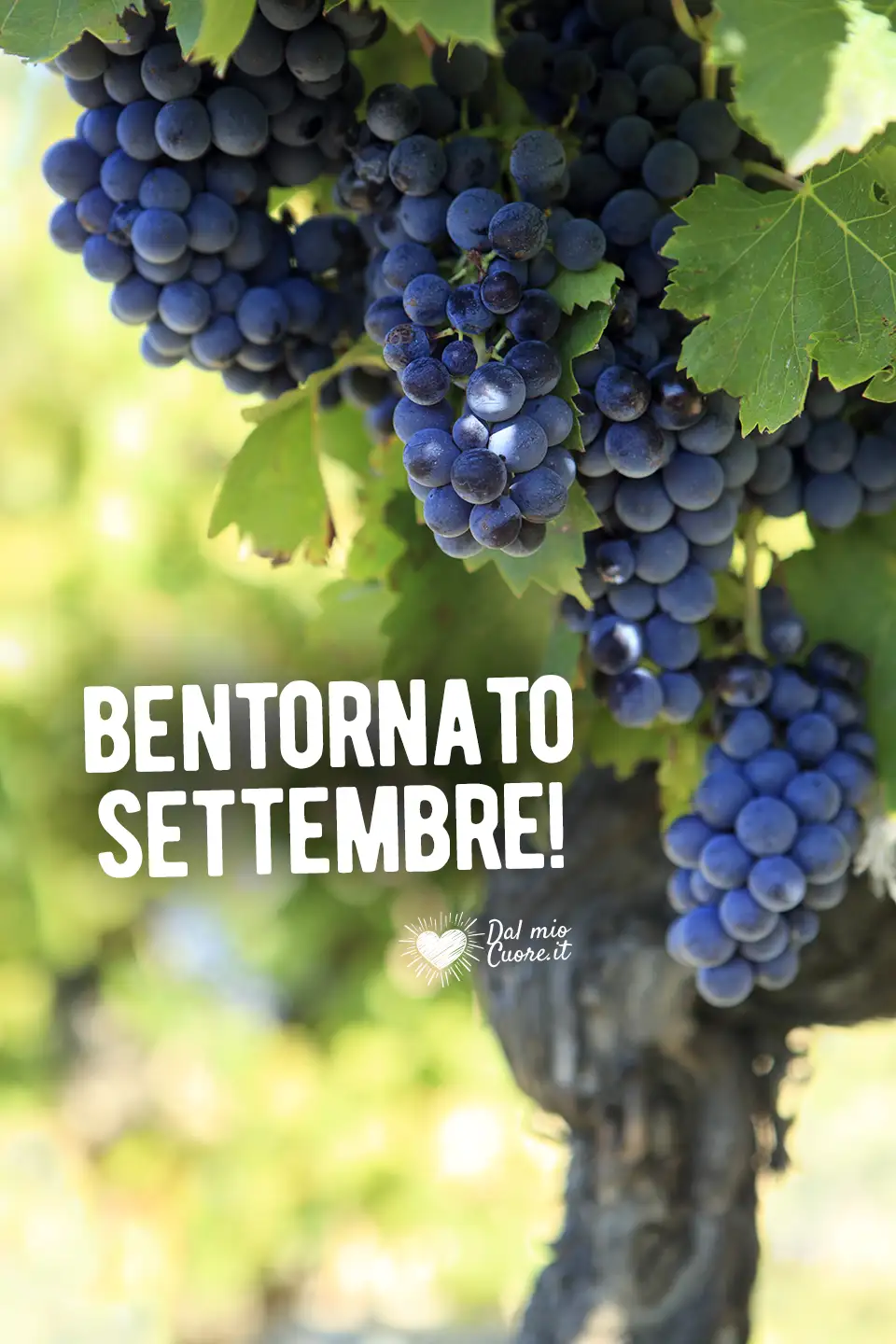 Bentornato settembre