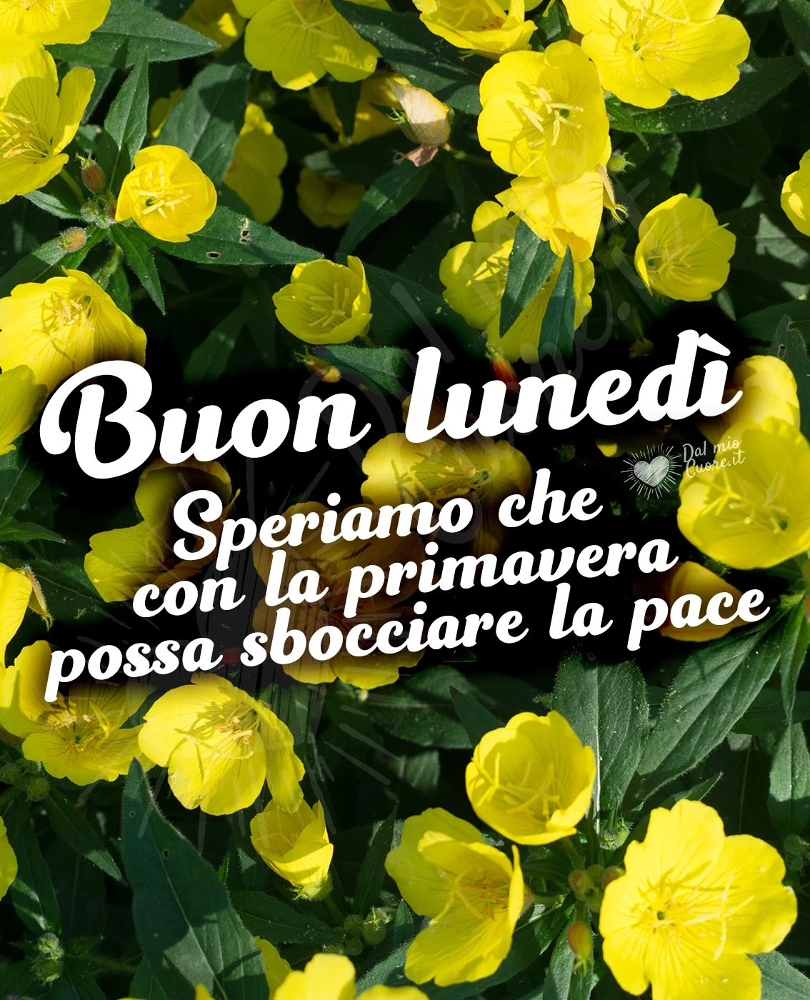 Buon lunedì di primavera e di pac