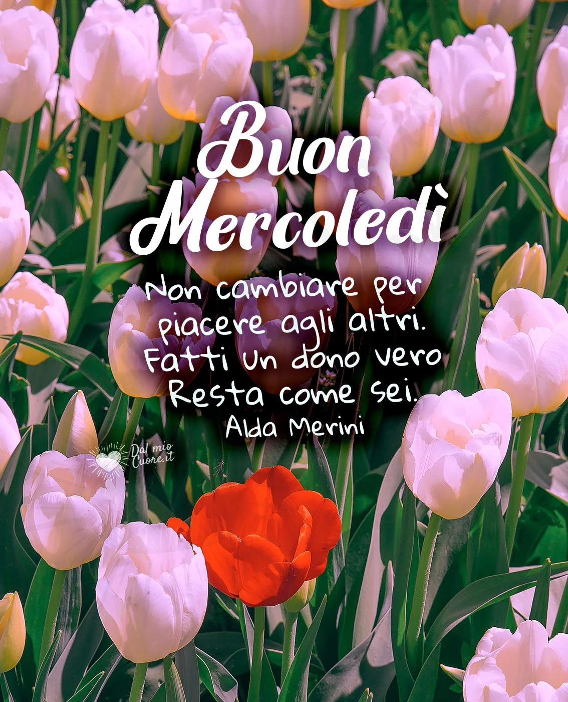 Buon mercoledì con fiori e frase di Alda Merini:... Resta come sei. Buon mercoledì con fiori e frase di Alda Merini:... Resta come sei.