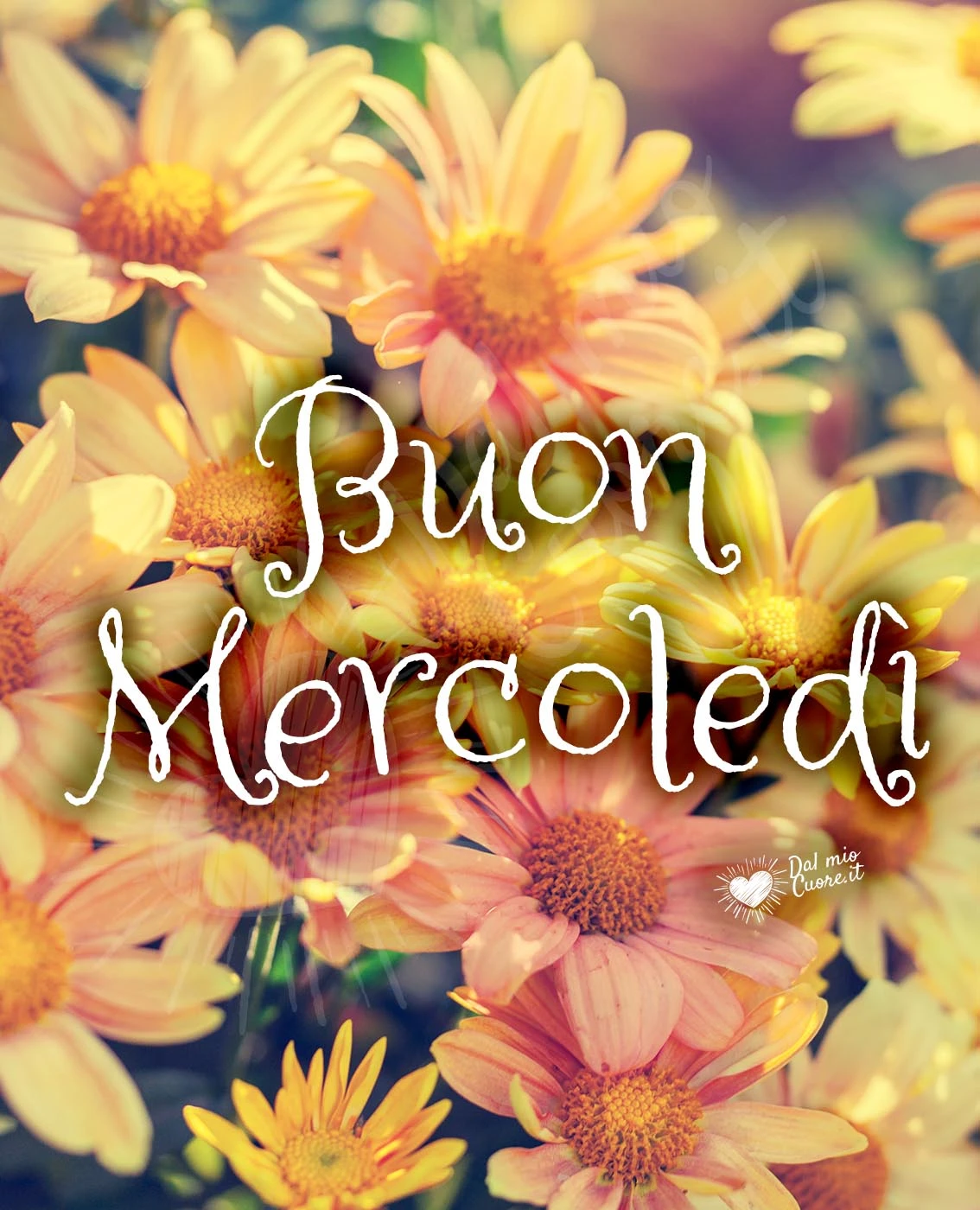 Buon mercoledì primaverile con margherite