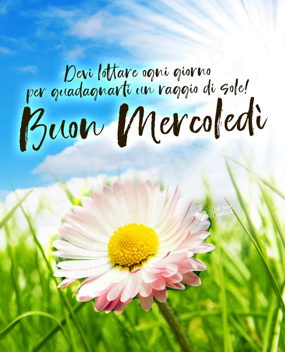 Buon Mercoledì. Devi lottare ogni giorno per guadagnarti un raggio di sole!