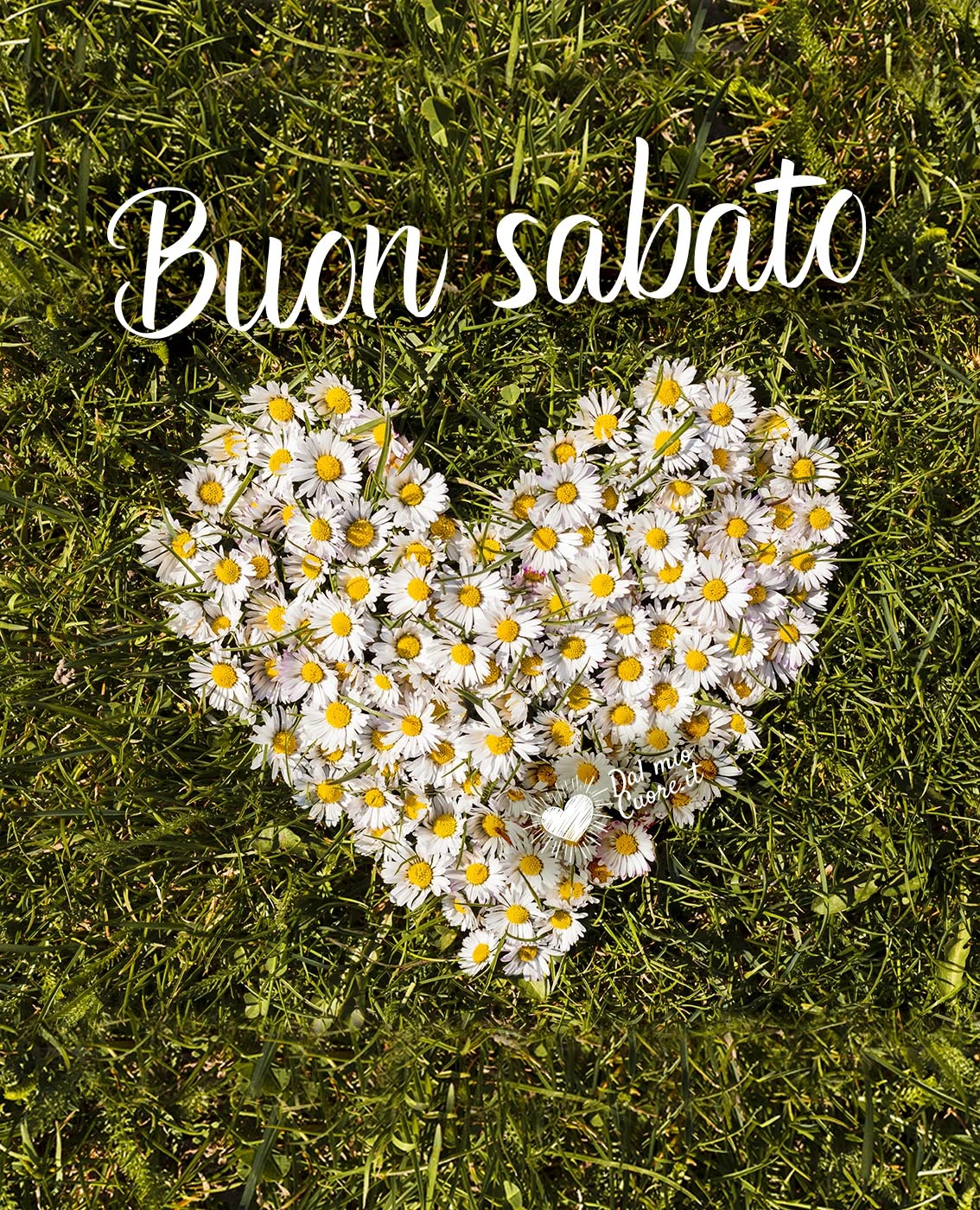 Buon sabato primaverile con cuore di margherite Buon sabato primaverile con cuore di margherite