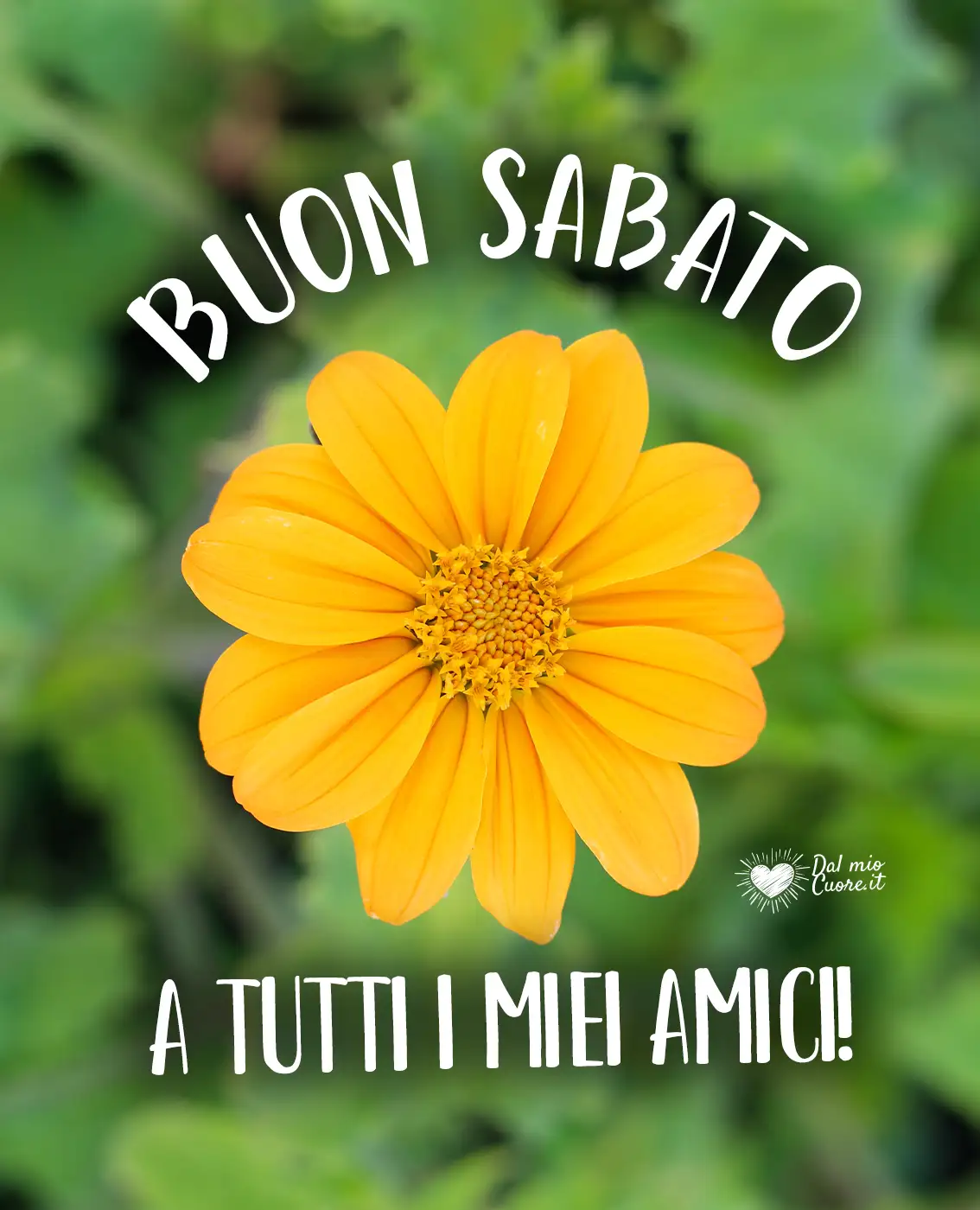 Buon sabato... a tutti i miei amici! Buon sabato... a tutti i miei amici!