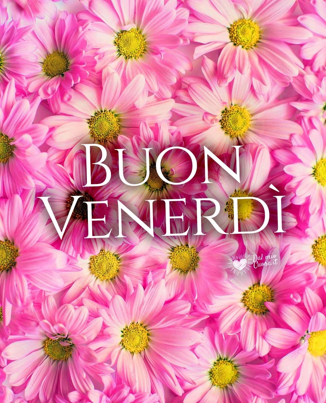 Buon venerdì con margheritine rosa Buon venerdì con margheritine rosa