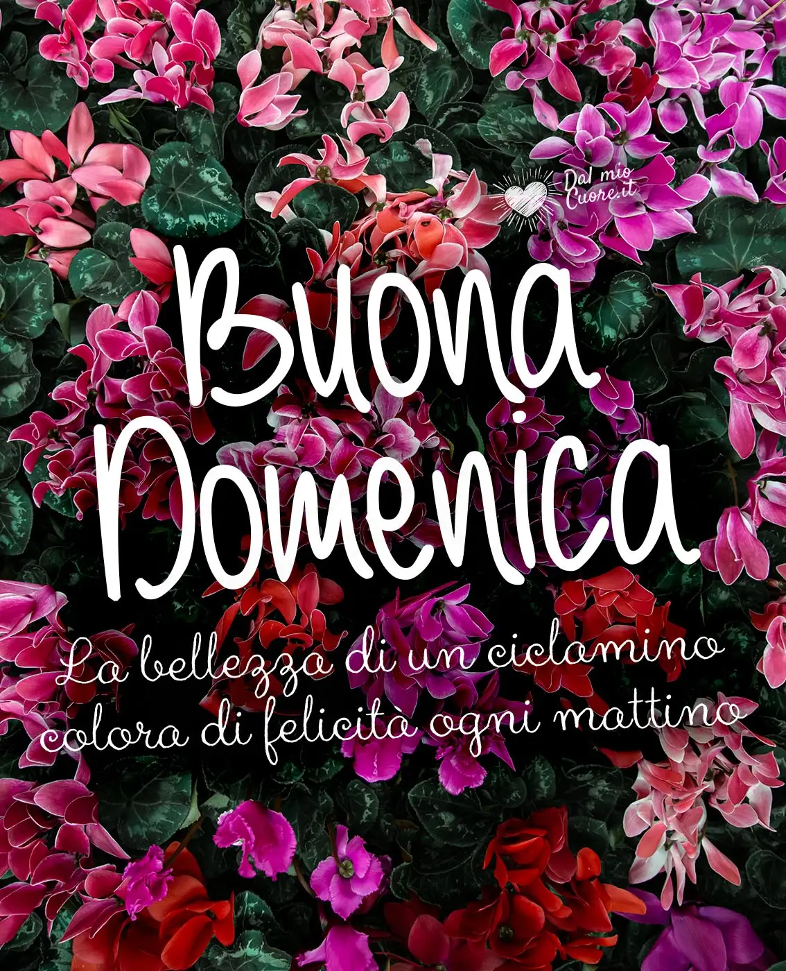 Buona Domenica. La bellezza di un ciclamino colora di felicità ogni mattino