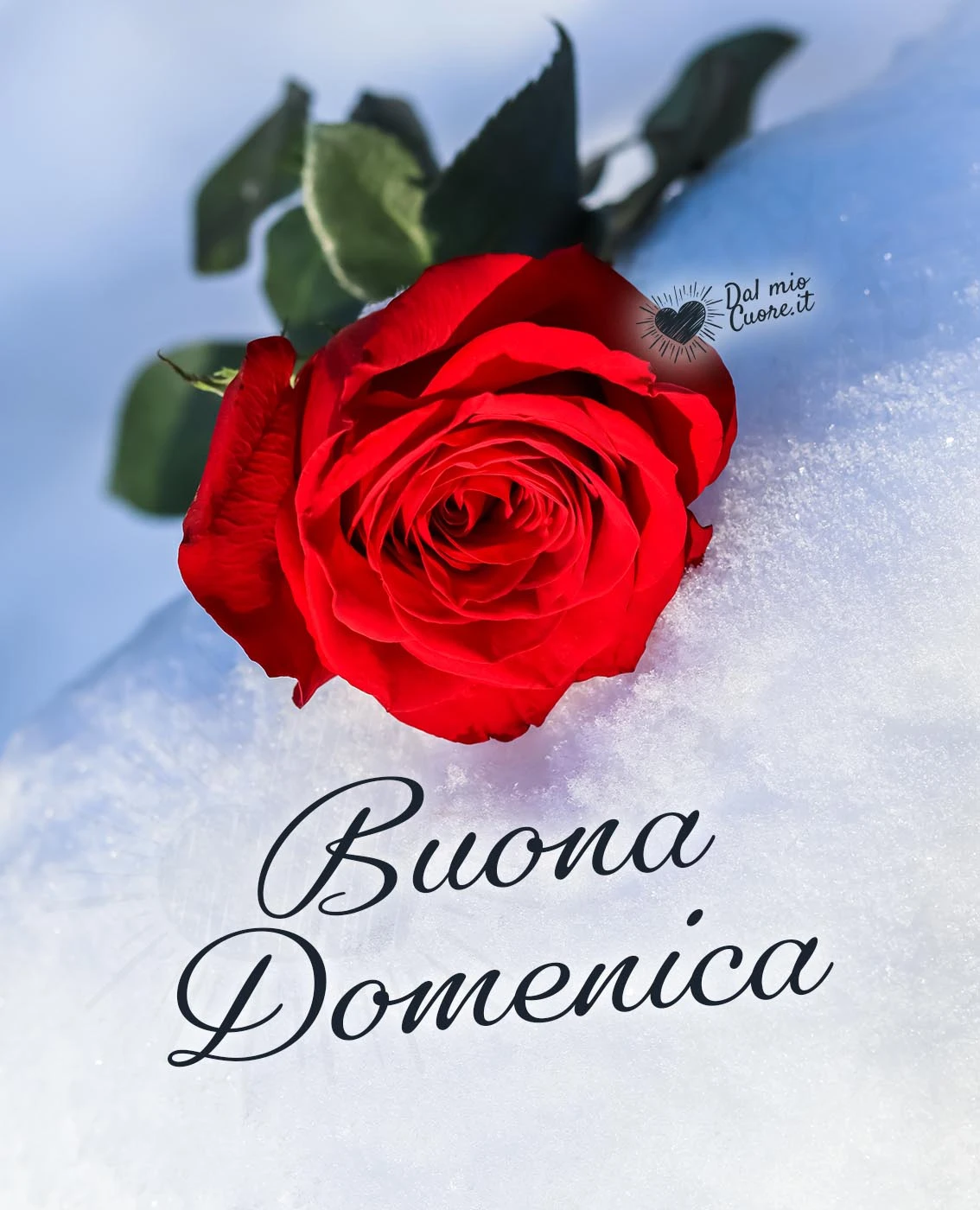 Buona Domenica invernale con rosa rossa sulla neve