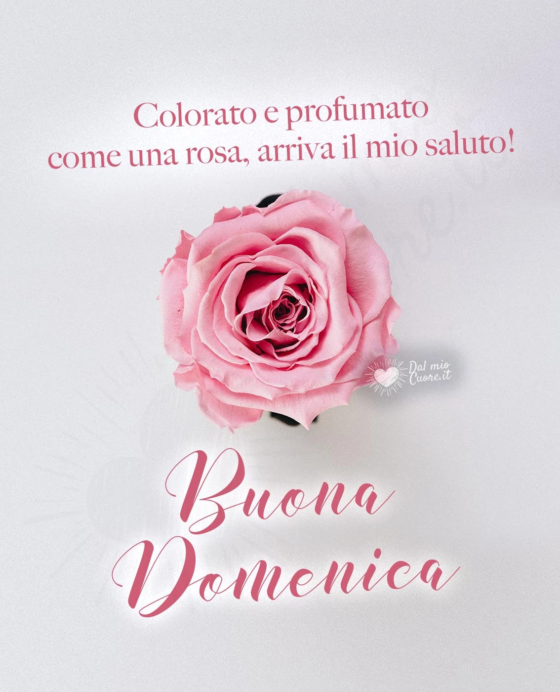 Buona domenica con rosa e saluto affettuoso Buona domenica con rosa e saluto affettuoso