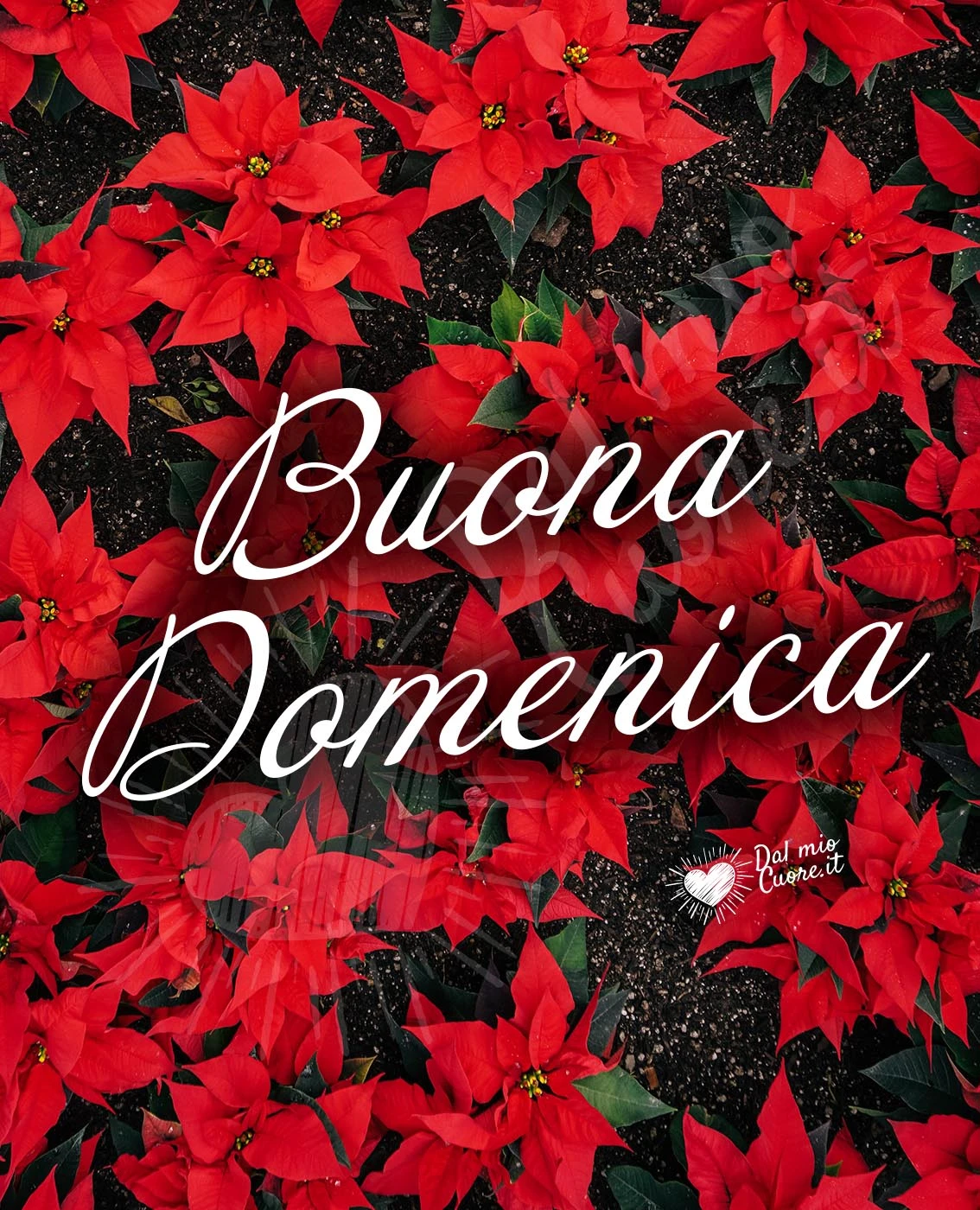 Buona Domenica con fiori di stella di Natale