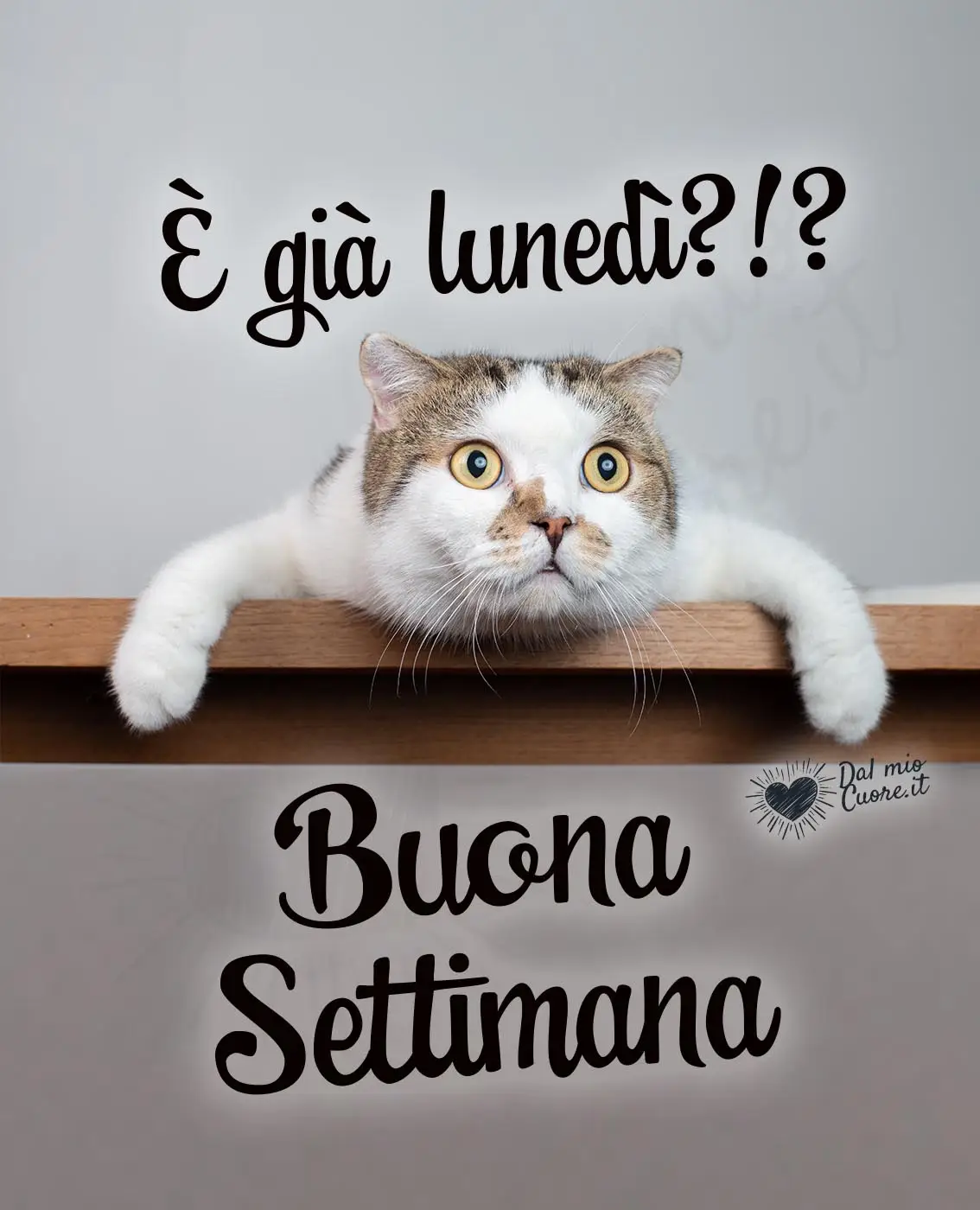 È già lunedì? Buona settimana (divertenti) È già lunedì? Buona settimana (divertenti)