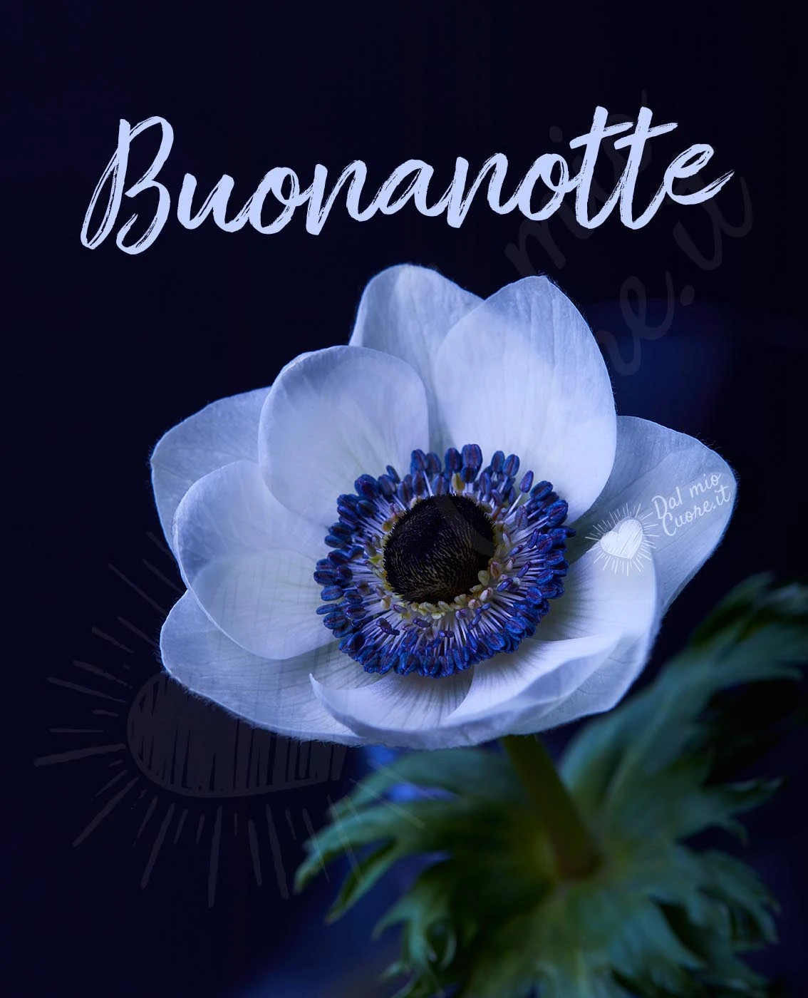 Buonanotte con anemone Buonanotte con anemone