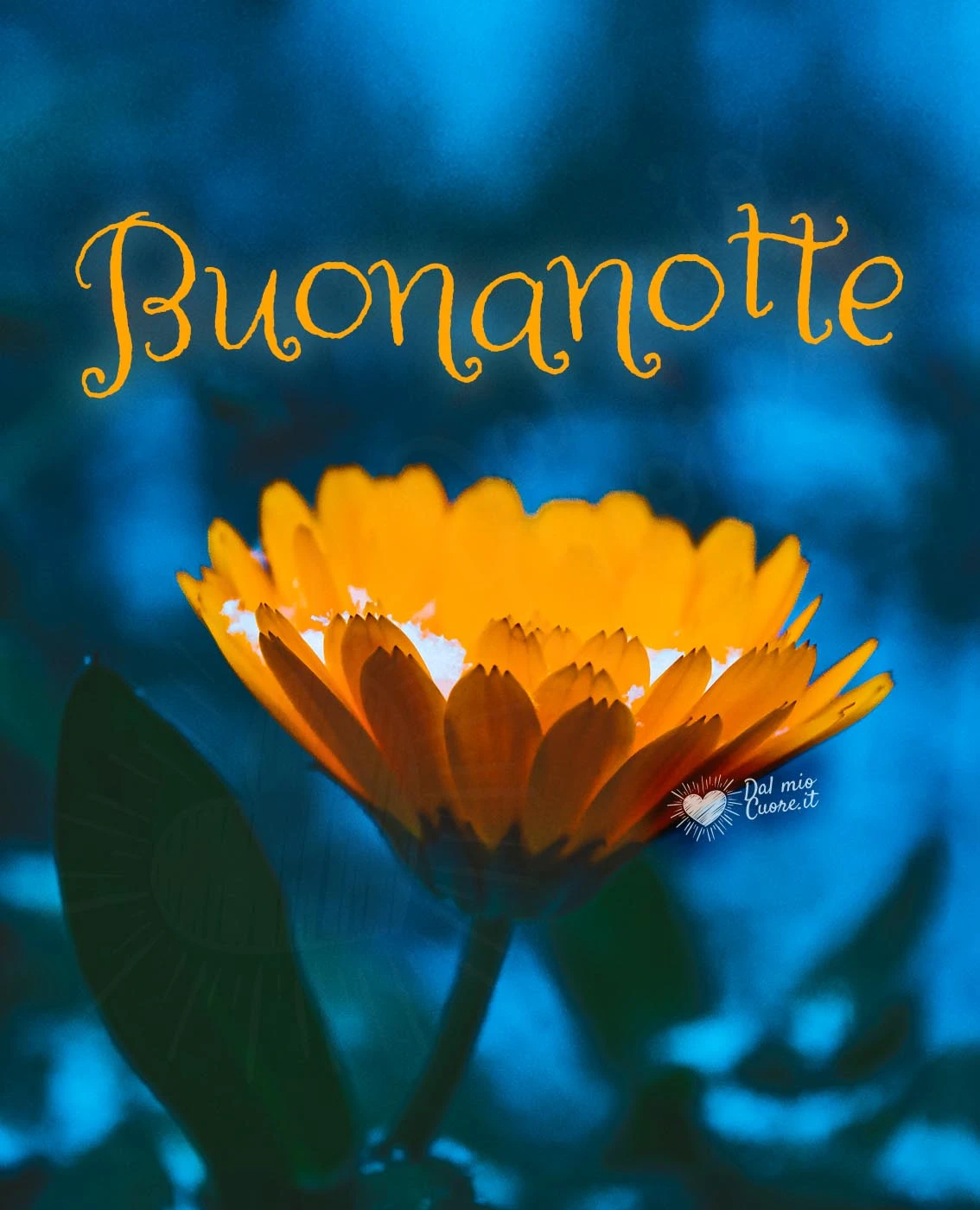Buonanotte con fiore giallo