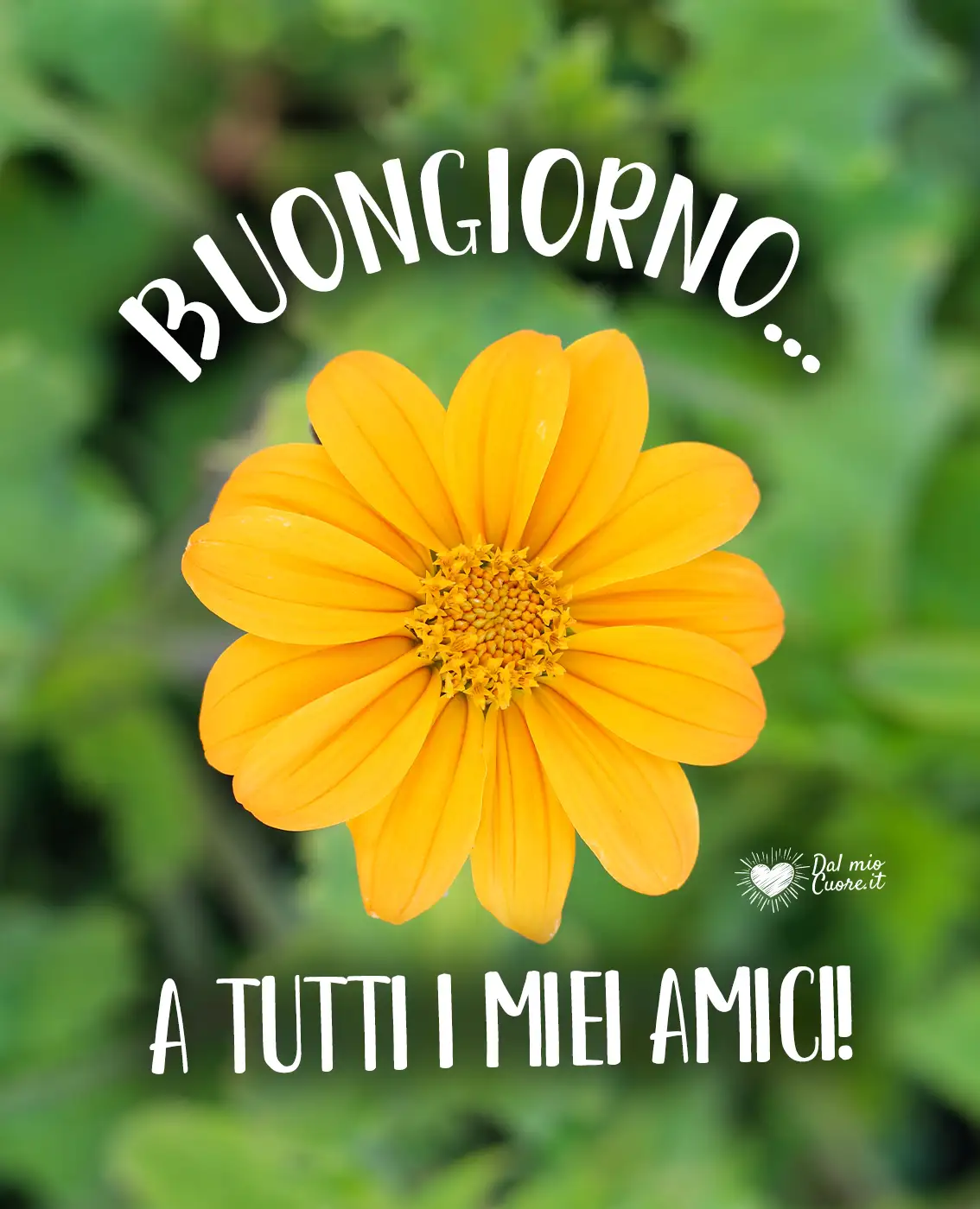 Buongiorno... a tutti i miei amici! Buongiorno... a tutti i miei amici!