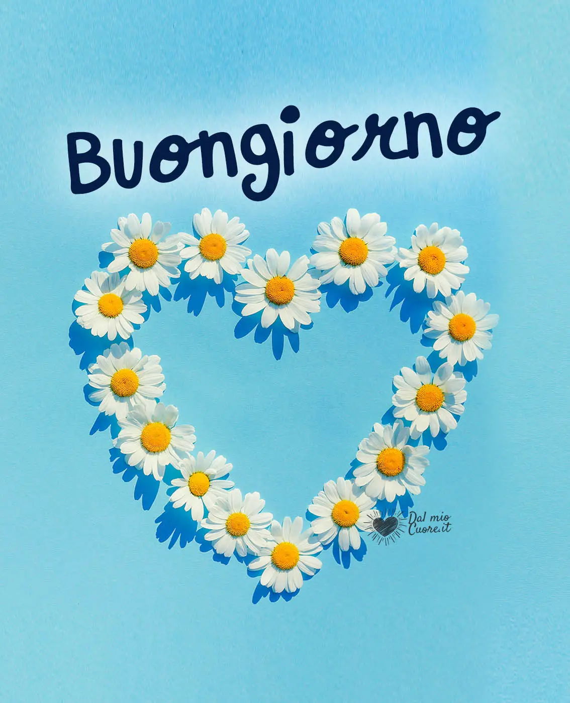 Buongiorno con un cuore di fiori di camomilla Buongiorno con un cuore di fiori di camomilla