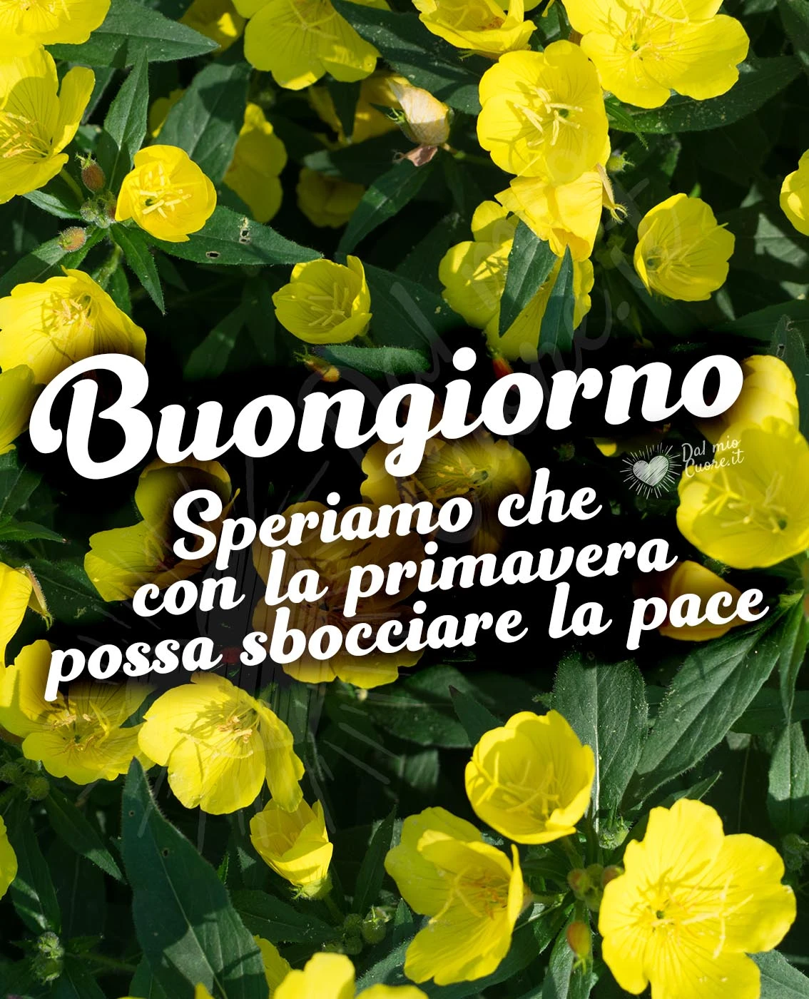 Buongiorno primaverile e di pace