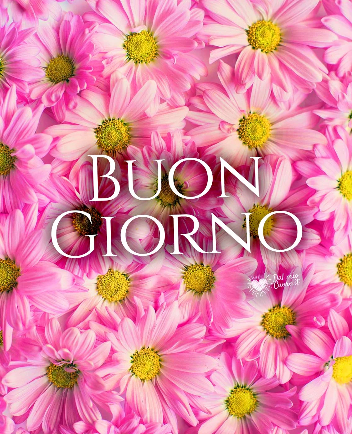 Buon giorno con margheritine rosa