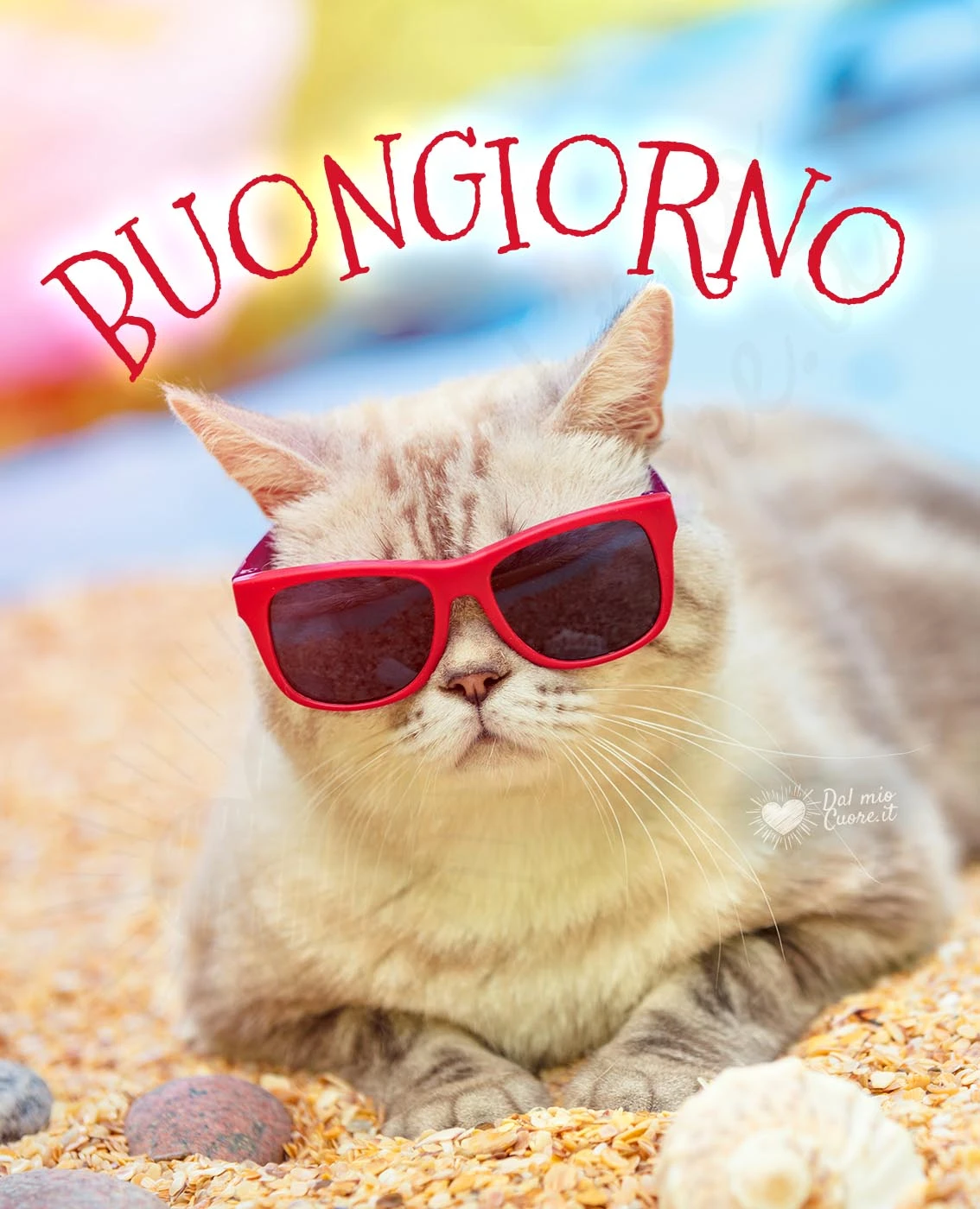 Imm buongiorno con gatto con occhiali da sole