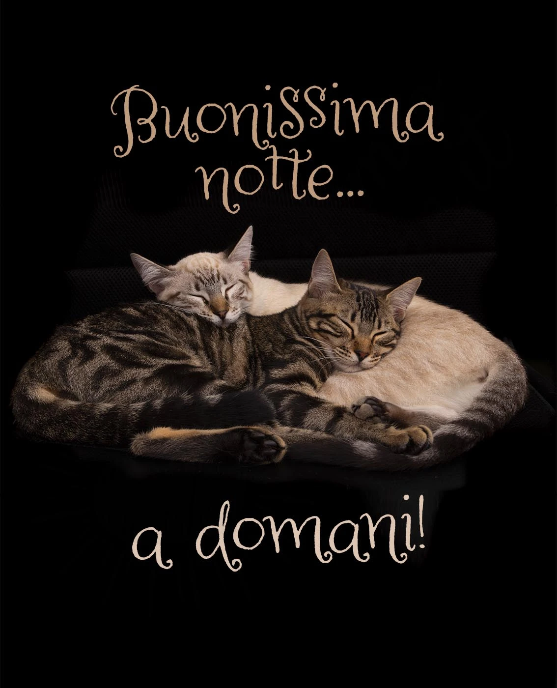 Buonissima notte a domani con gattini
