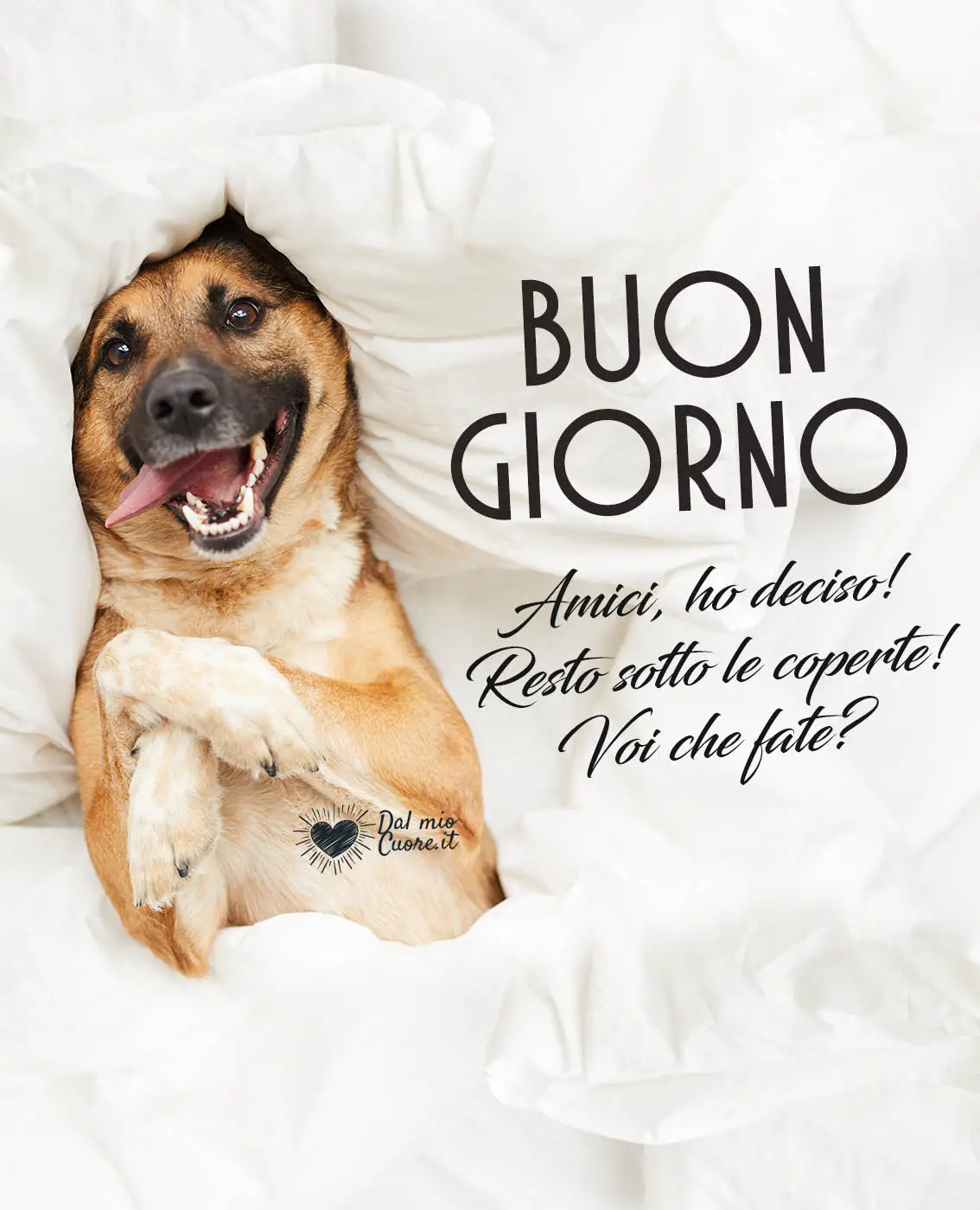 Amici, ho deciso! Resto sotto le coperte! Voi che fate? Buon giorno Amici, ho deciso! Resto sotto le coperte! Voi che fate? Buon giorno
