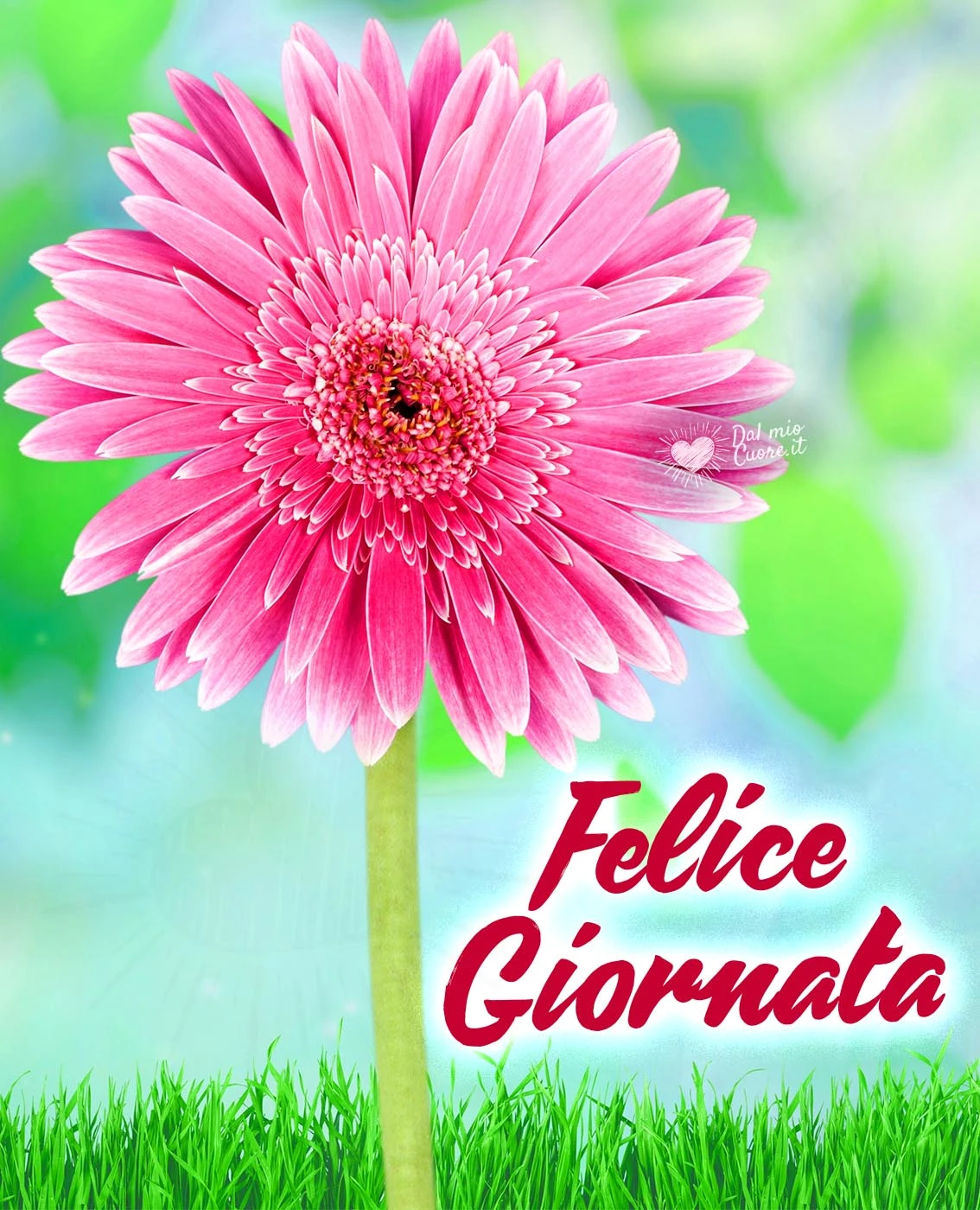 Felice Giornata con fiore di Gerbera Felice Giornata con fiore di Gerbera