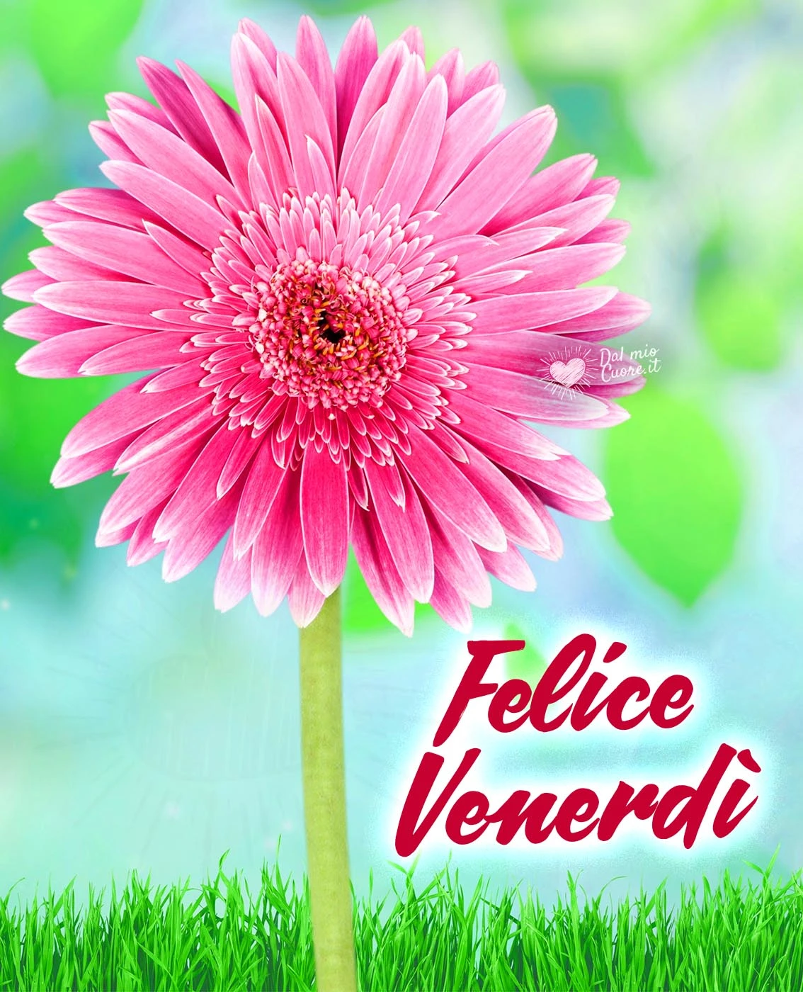 Felice Venerdì con fiore di gerbera