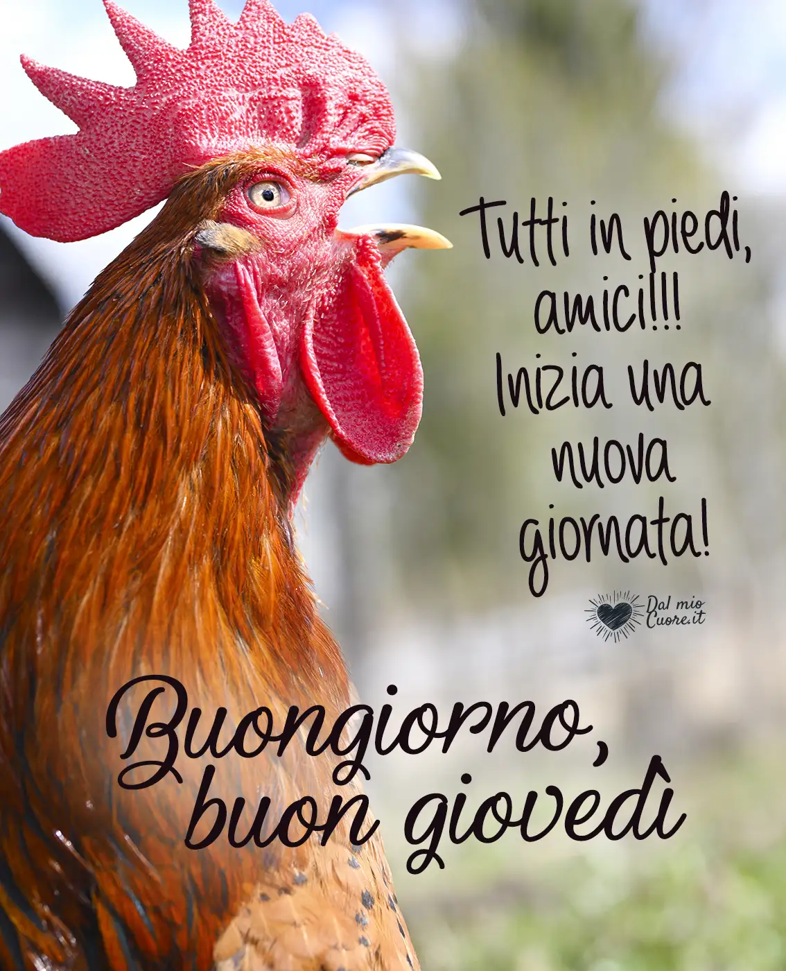 Tutti in piedi, amici! Inizia una nuova giornata! Buongiorno e buon giovedì Tutti in piedi, amici! Inizia una nuova giornata! Buongiorno e buon giovedì