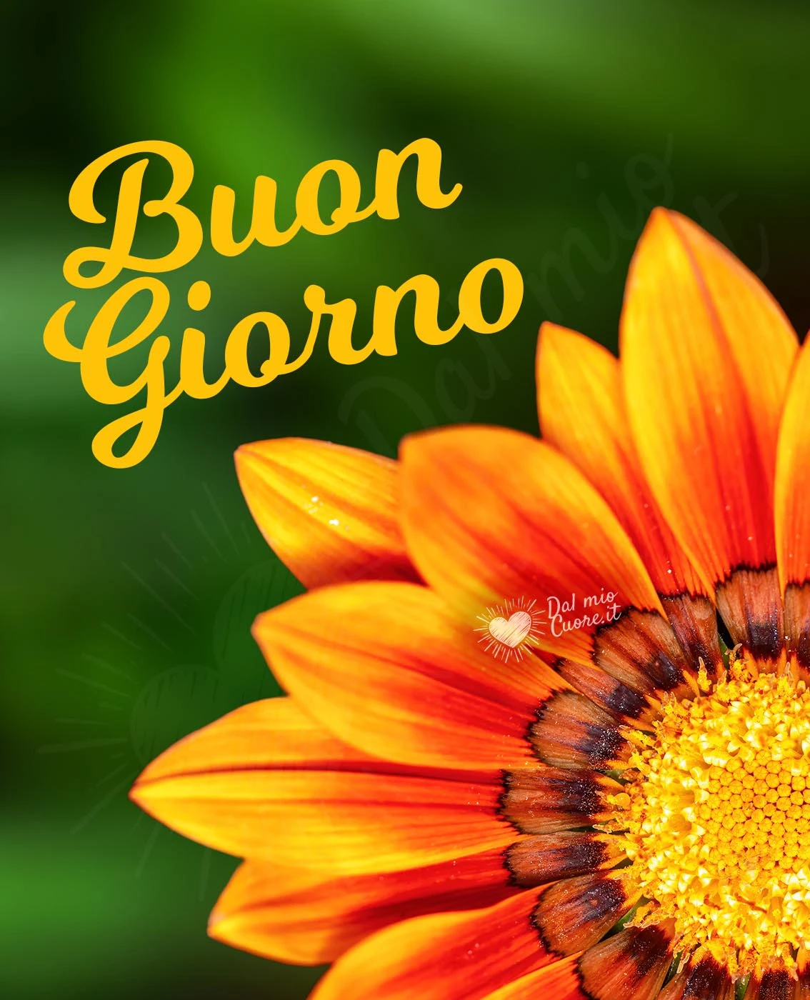 Immagine di Buongiorno con fiore arancione