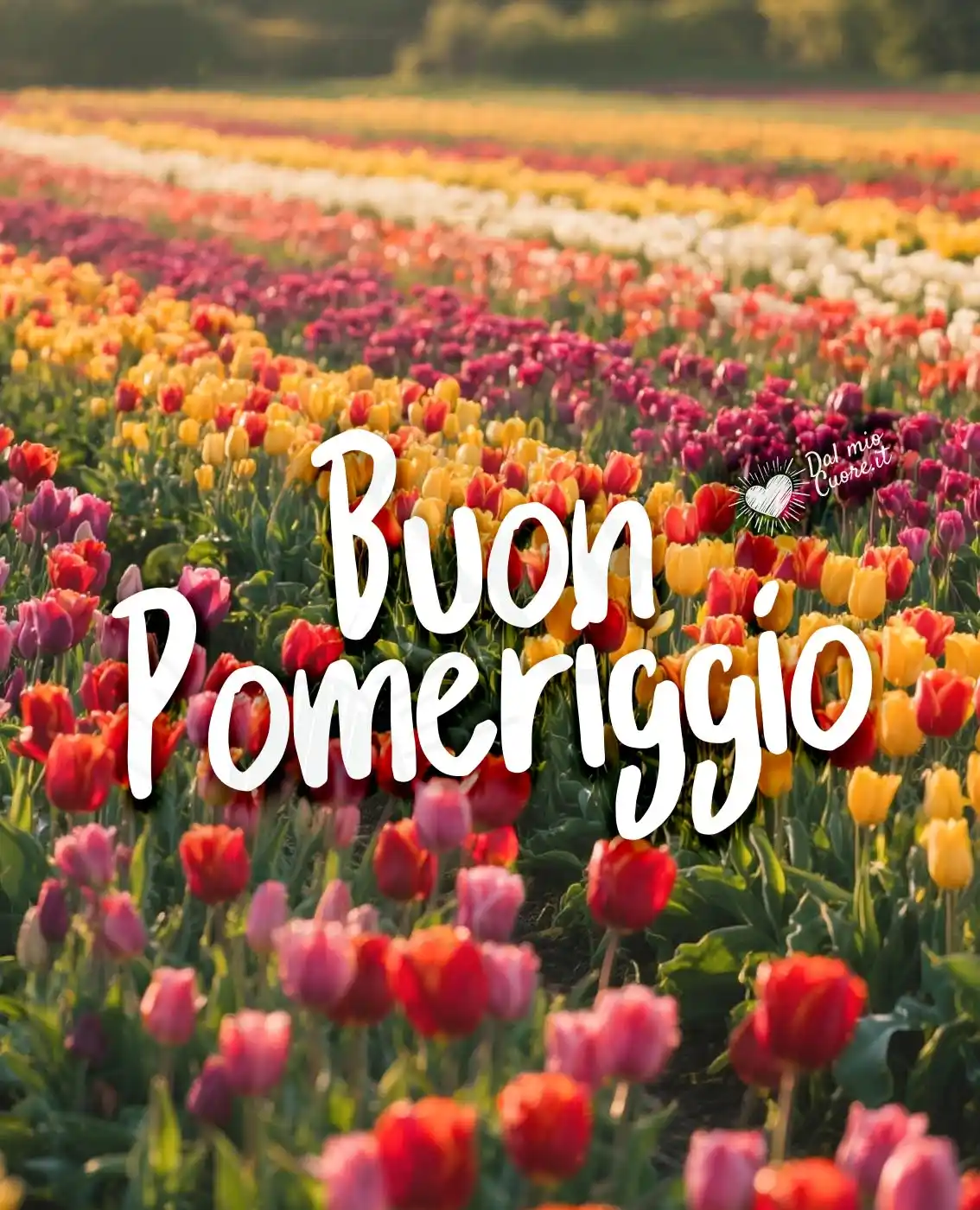 Immagine buon pomeriggio con tulipani