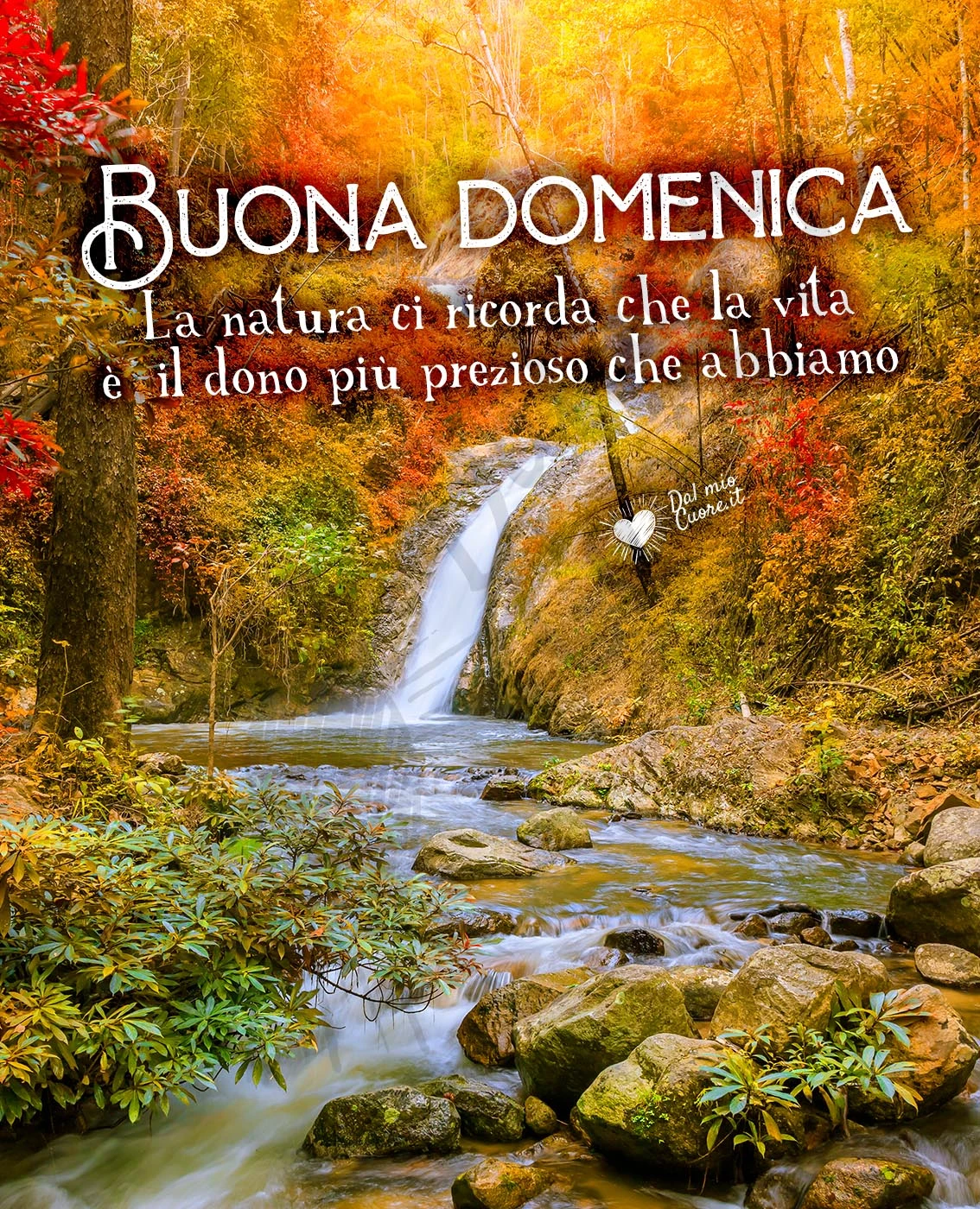 La natura ci ricorda che la vita è il dono più prezioso che abbiamo. Buona domenica autunnale