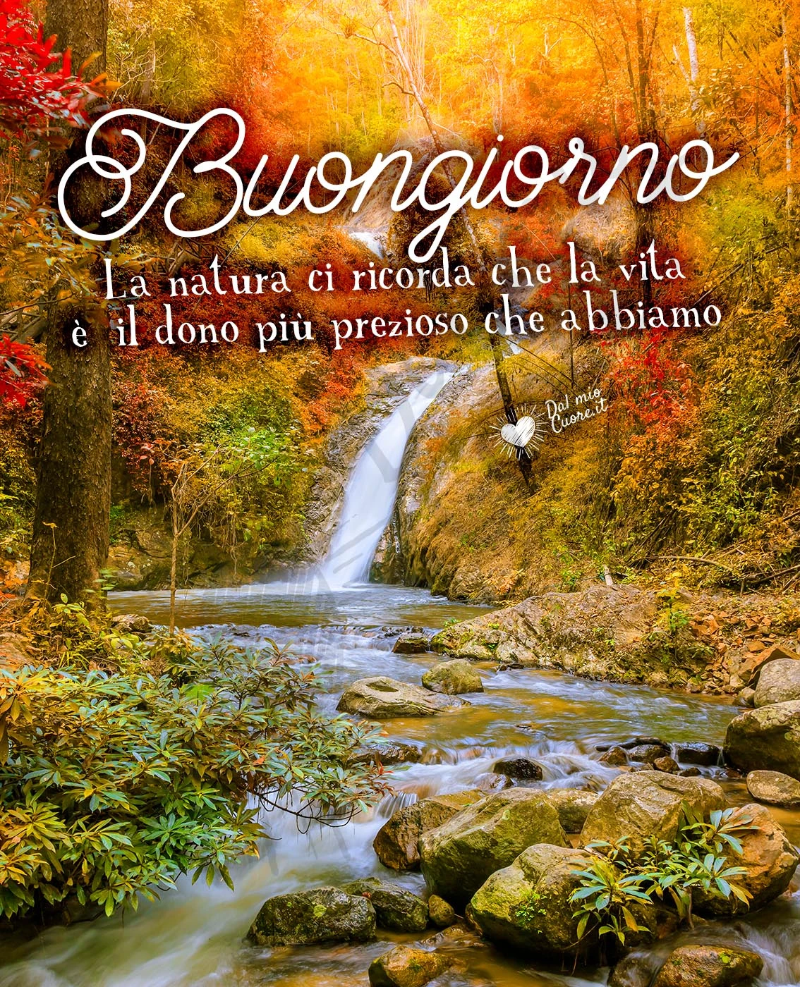 La natura ci ricorda che la vita è il dono più prezioso che abbiamo. Buongiorno autunnale