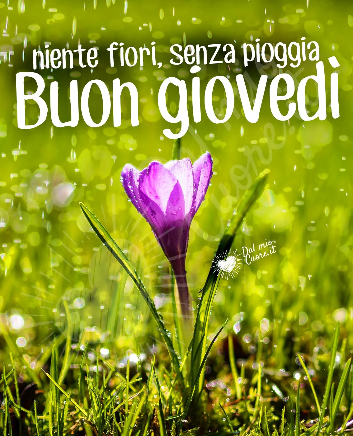 Buon giovedì con fiore e frasi