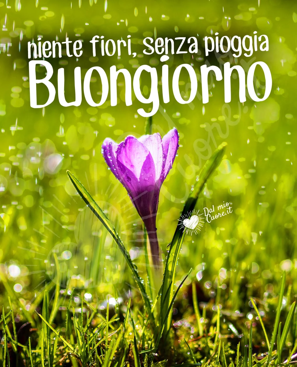 Niente fiori, senza pioggia. Buongiorno frasi