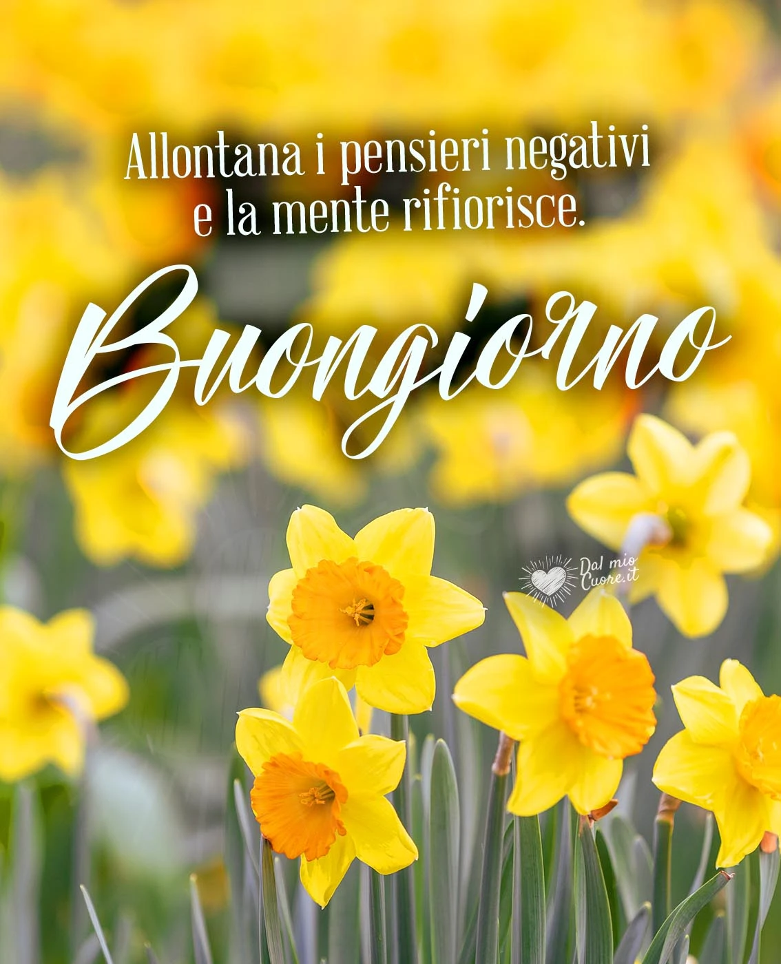 Buongiorno (frasi). Allontana i pensieri negativi e la mente rifiorisce.