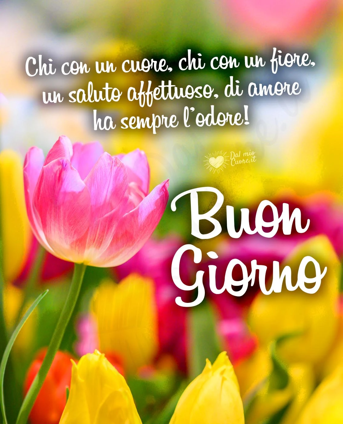 Chi con un cuore, chi con un fiore, un saluto affettuoso, di amore ha sempre l’odore!