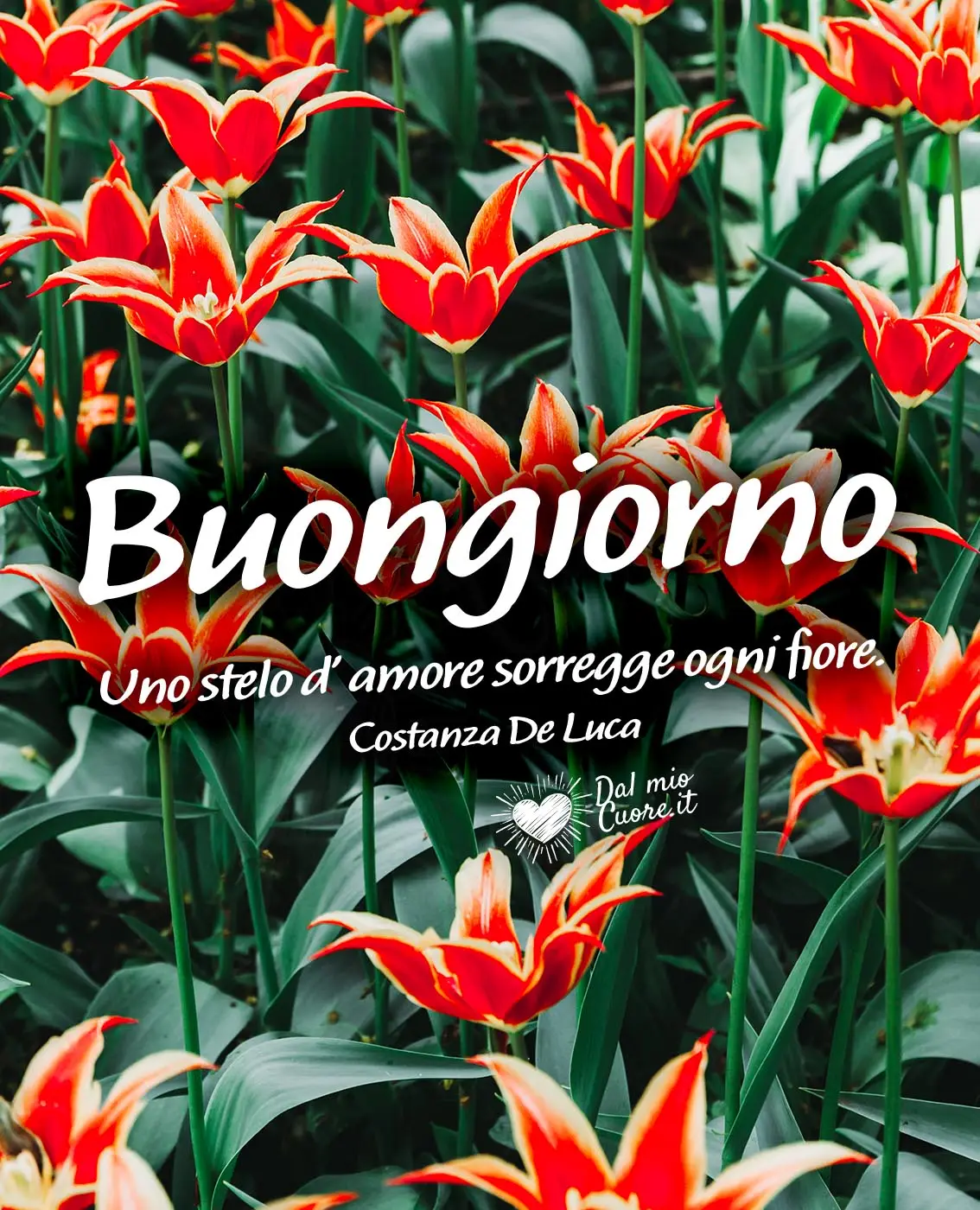 Uno stelo d'amore sorregge ogni fiore. Buongiorno