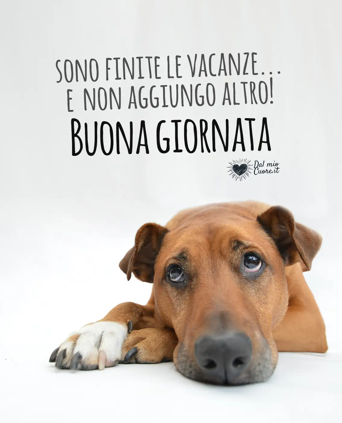 Sono finite le vacanze... e non aggiungo altro! Sono finite le vacanze... e non aggiungo altro!