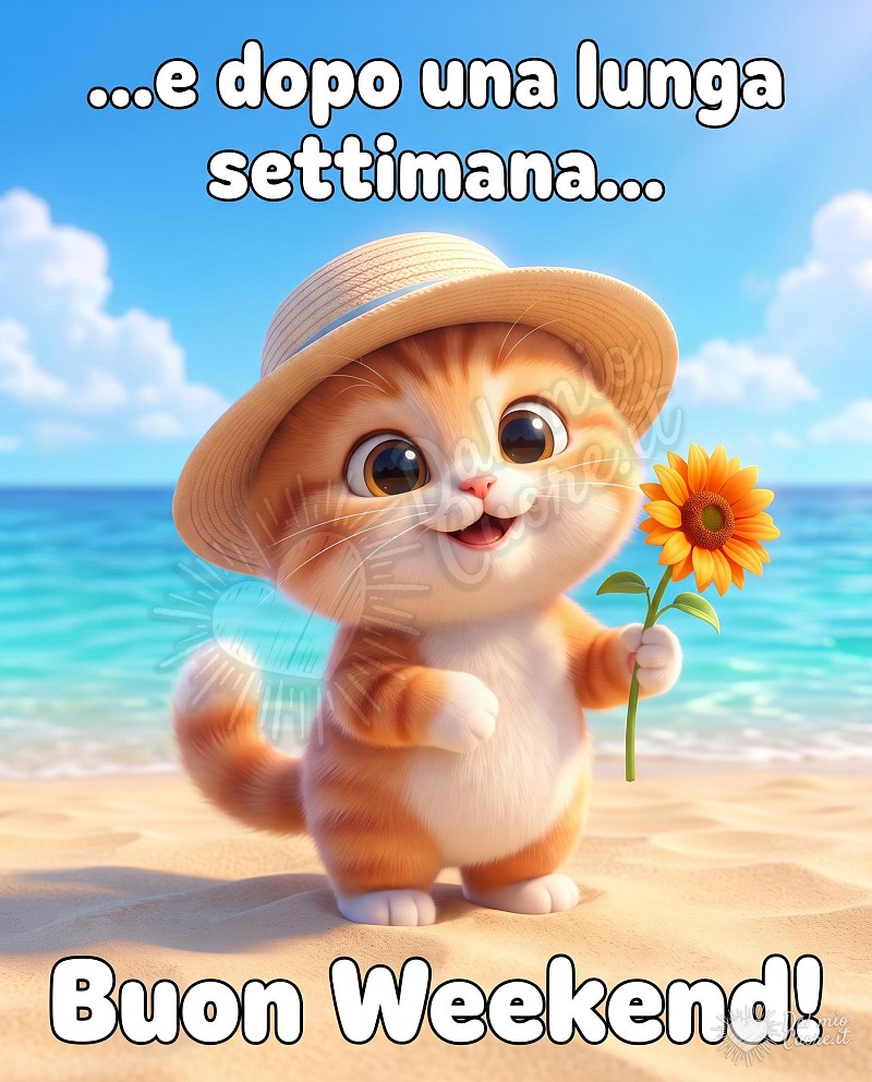 Gattino felice al mare per un buon weekend estivo