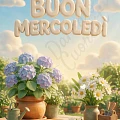 Buon Mercoledì