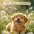Buon Pomeriggio