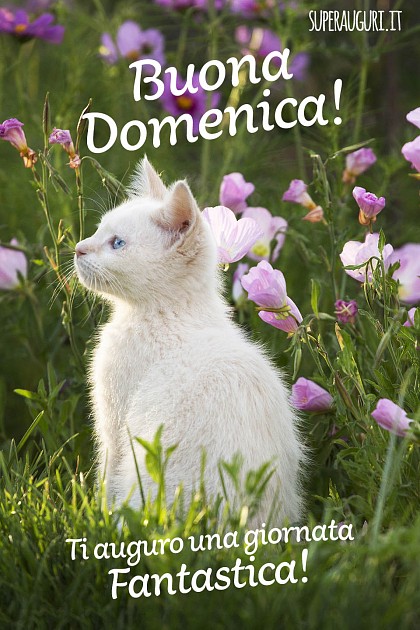 Buona Domenica! Ti auguro una giornata fantastica!