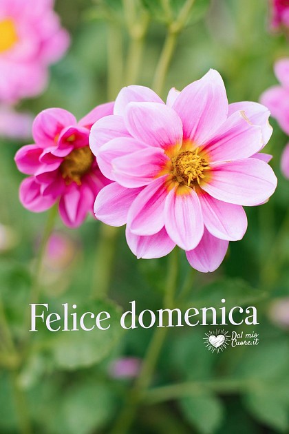Felice domenica