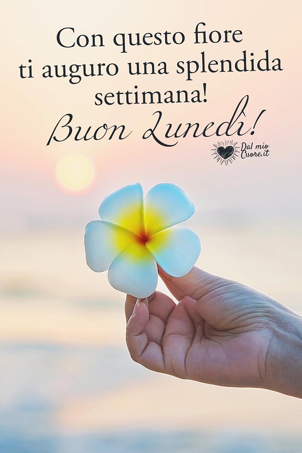 Con questo fiore ti auguro una splendida settimana! Buon Lunedì!