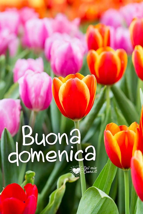 Buona domenica tulipani