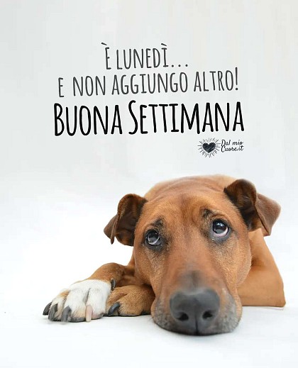 È lunedì... e non aggiungo altro! Buona settimana
