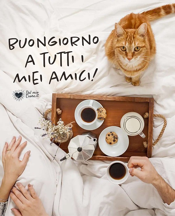 Buongiorno a tutti i miei amici!