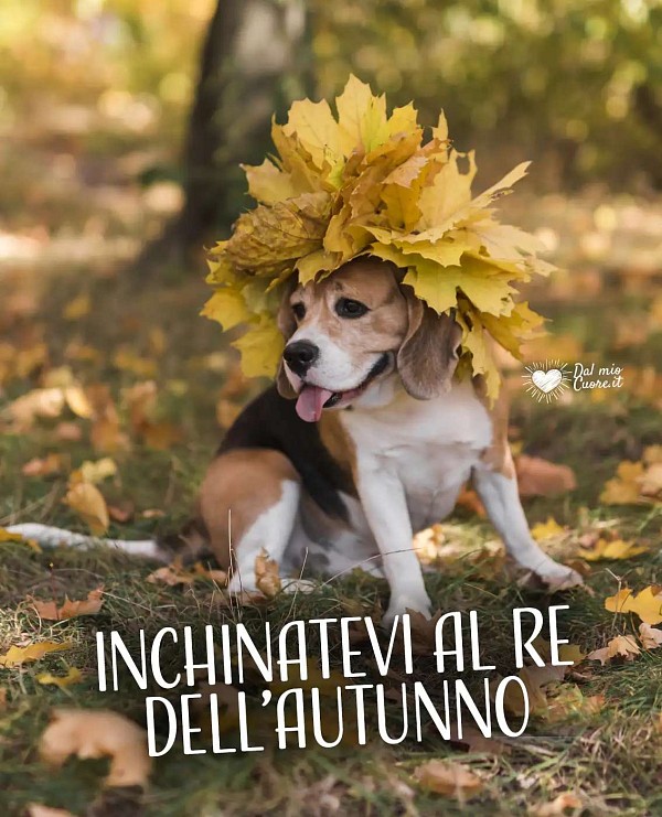 Inchinatevi al re dell'autunno