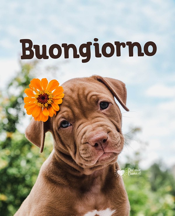 Buongiorno (con cucciolo)