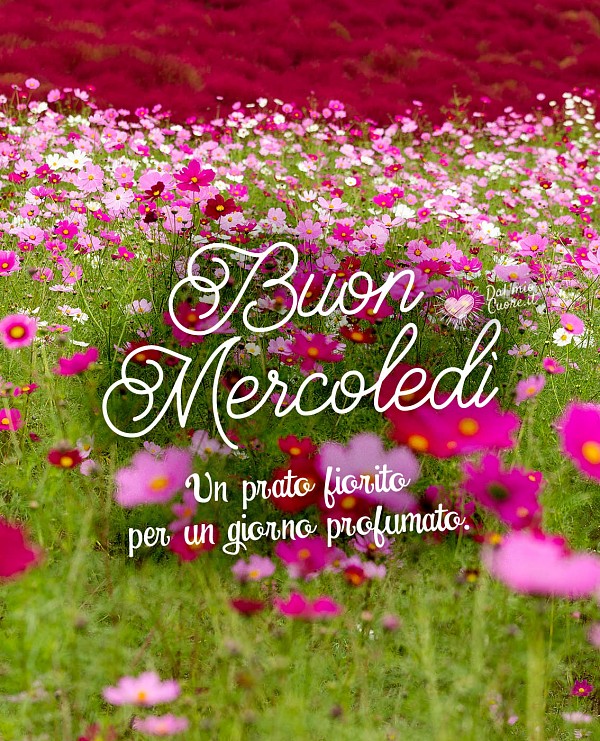 Un prato fiorito per un giorno profumato. Buon mercoledi
