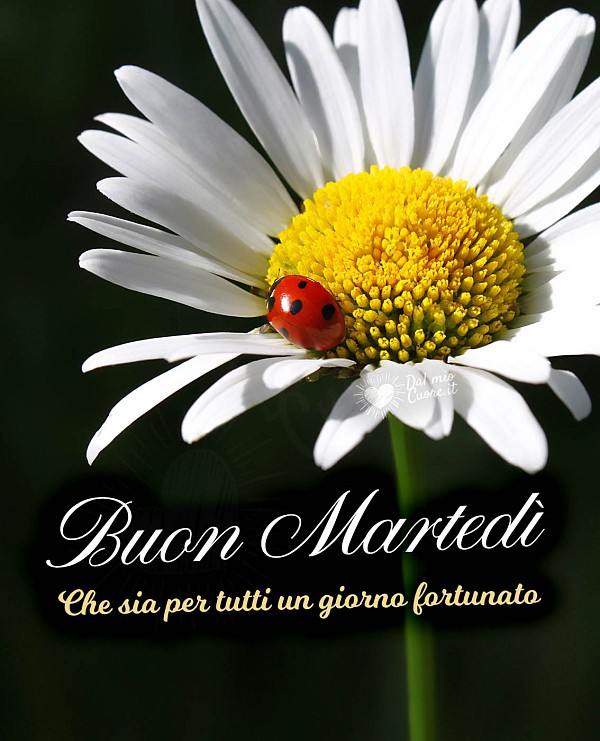 Buon martedì. Che sia per tutti un giorno fortunato